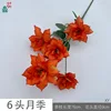 6-headed rose XY orange