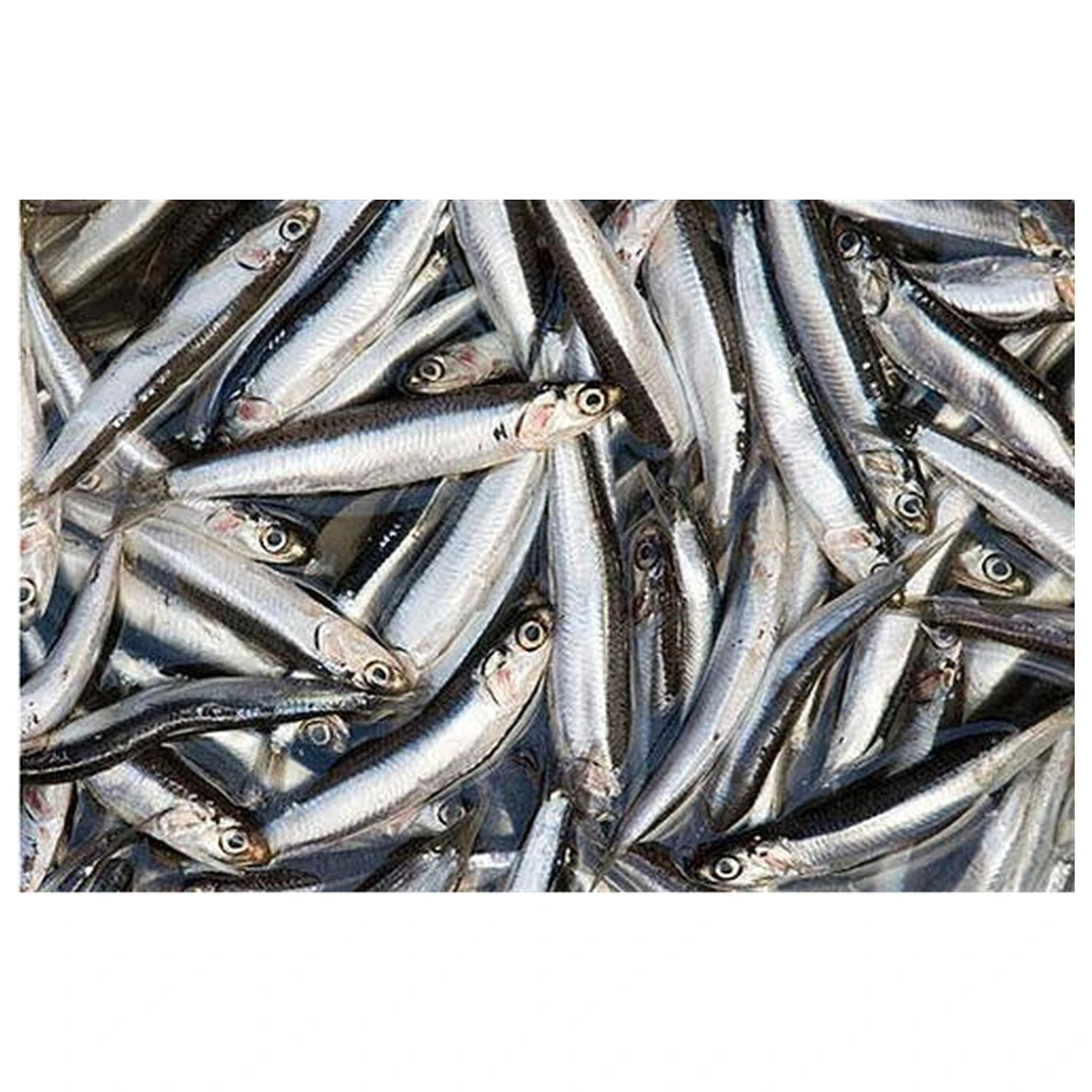 good quality fresh frozen anchovy block - buy frozen anchovy