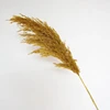 Marrón
