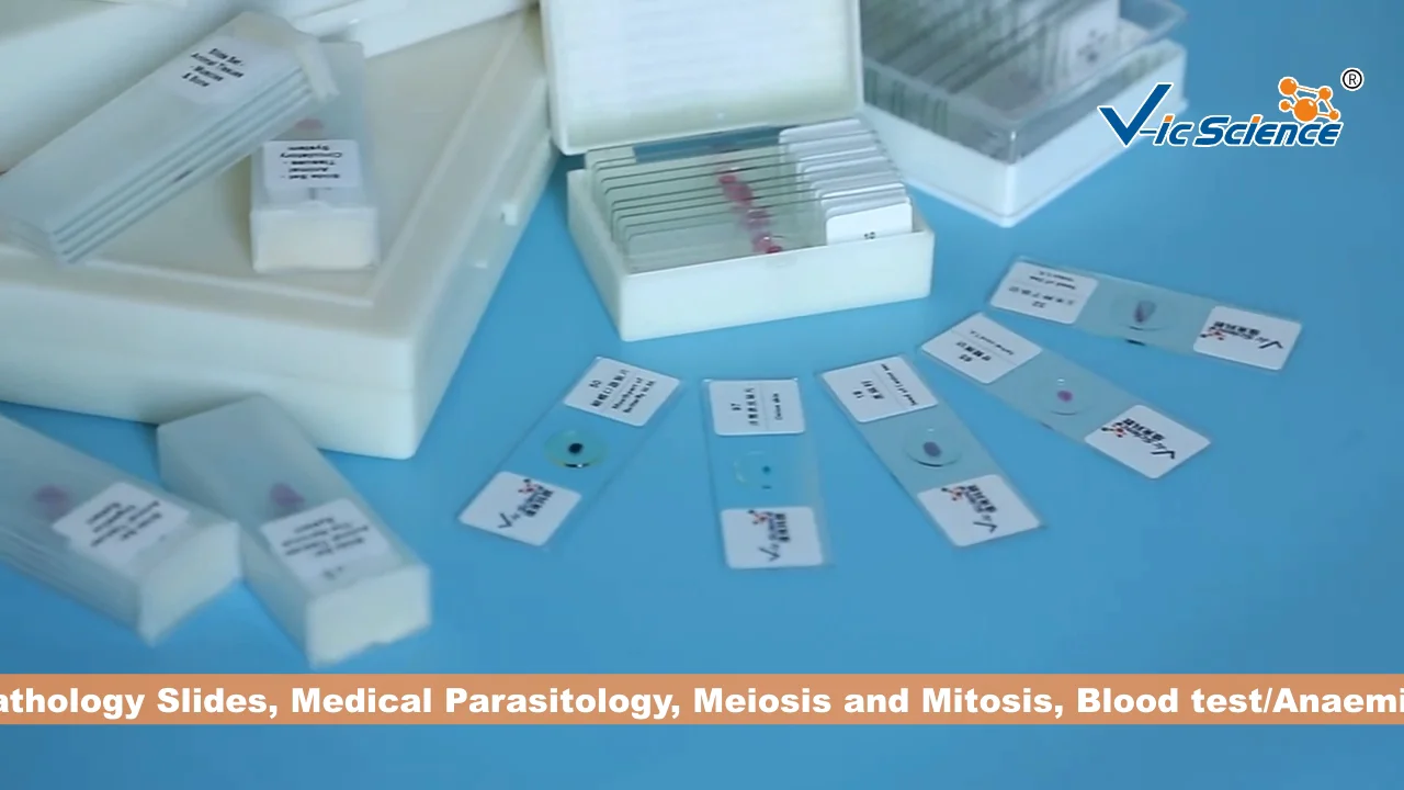 Planta slides botânica biologia slides botânica microscópio slide cebola  bulbo epiderme w.m, image size:1280x720