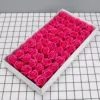 Rosa rosa