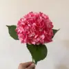 Rose foncé