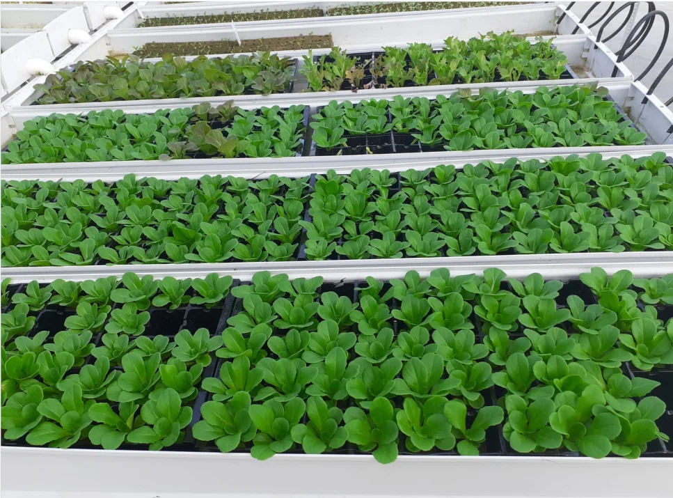 fodder system