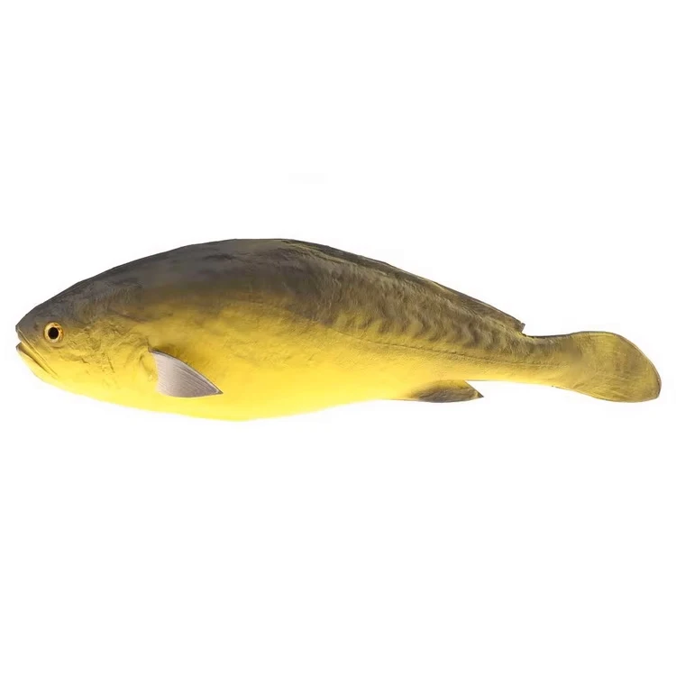 CSPARKV 3 Pièces Artificielle Flottante Poisson Rouge Poisson Plastique Petit Faux Rouge Flottants Artificiels Ornement De Poissons Rouge Un Vrai Naturel Pour La Decoration Daquariums Rouge 85675286