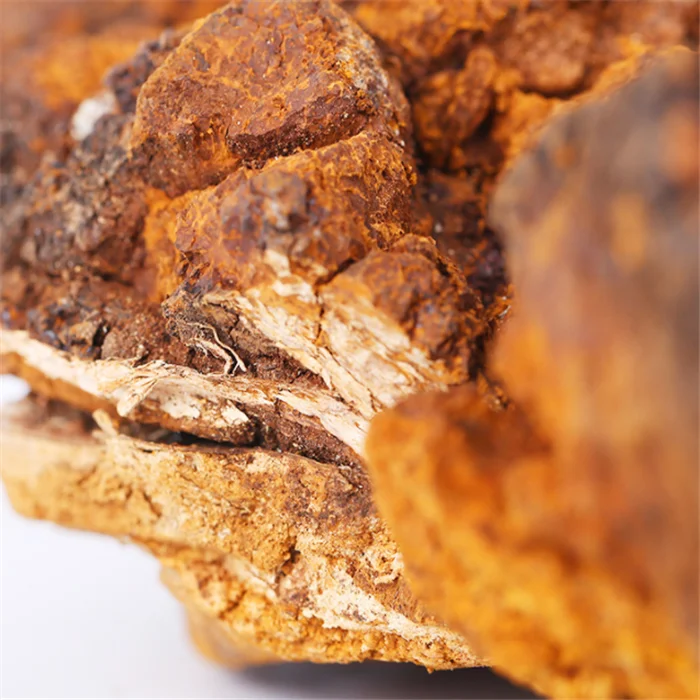 chaga mushroom (5).png