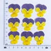Giallo-Viola