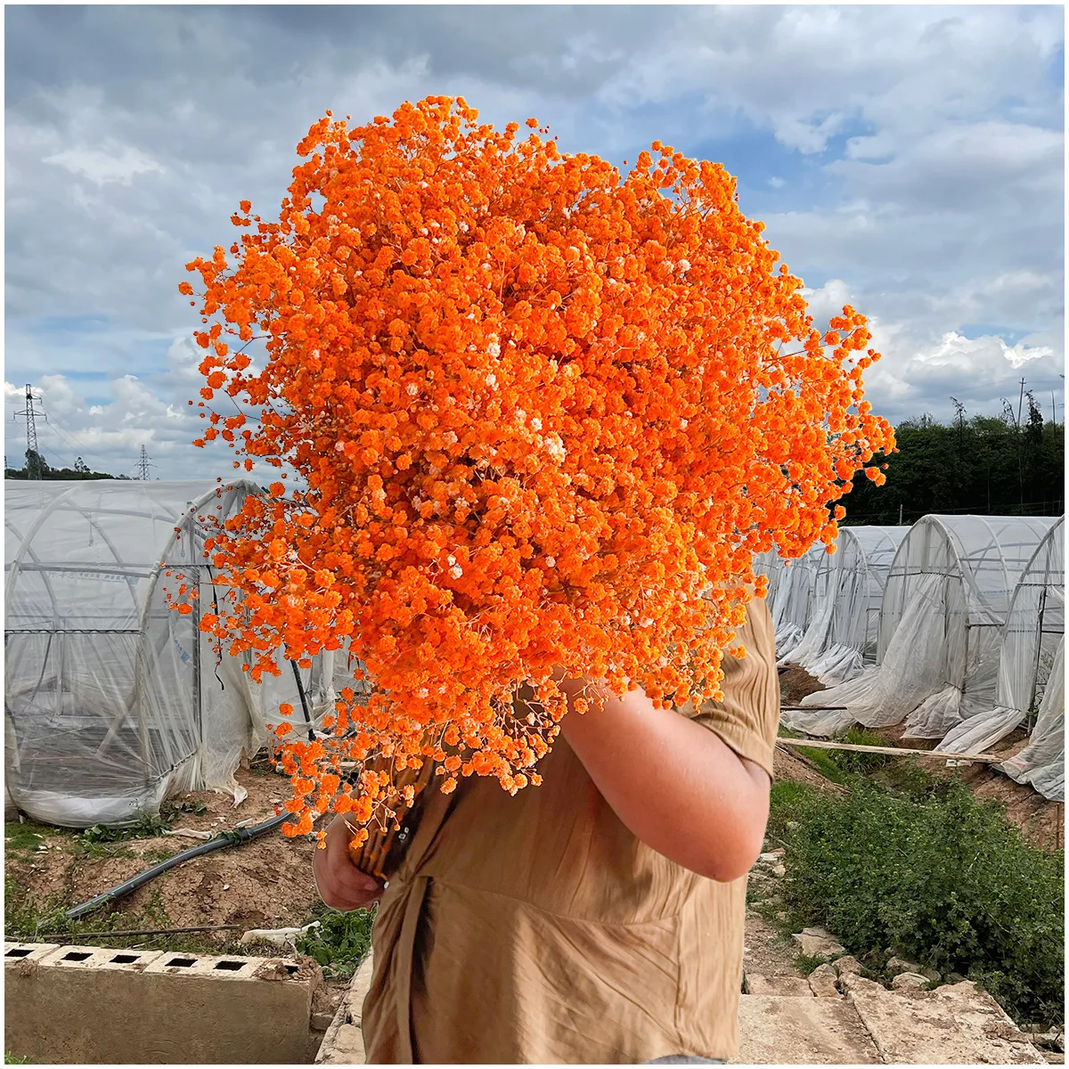 Customized 2024 Upgraded Package Bulk Cream White Pink Dried Flowers