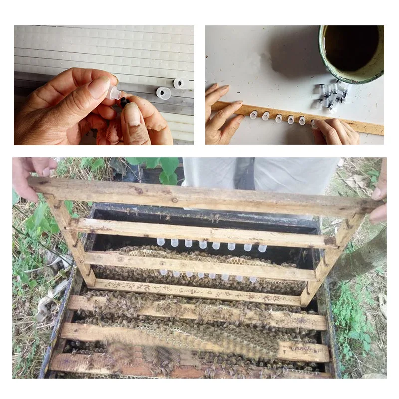 China Factory Wholesale Beekeeping Equipment No Grafting Larva Queen ...