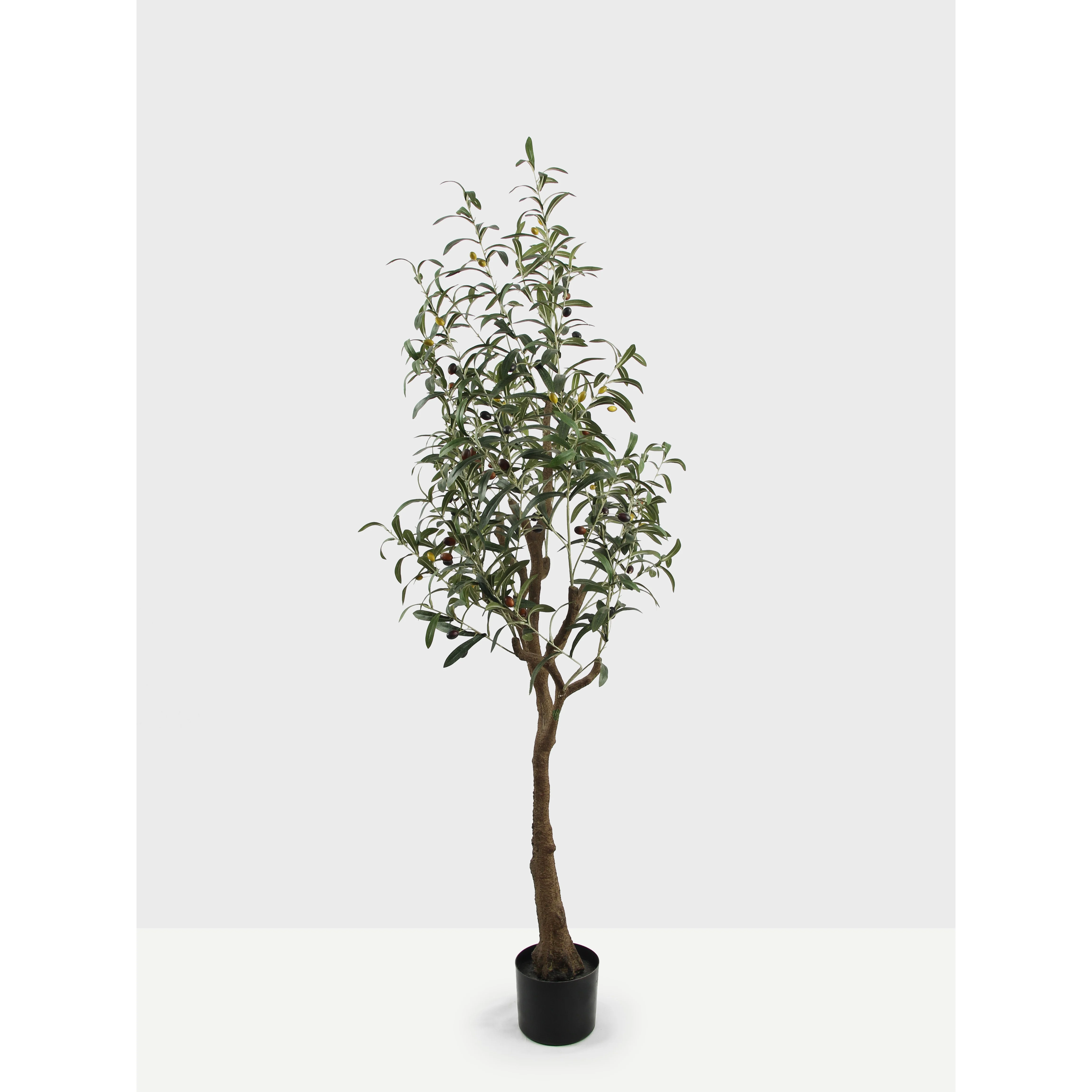 rhododendron standort schatten Rhododendron Roseum Elegans | 60-80 cm mit Wurzelballen