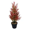 Mini cyprès rouge avec pot en pierre