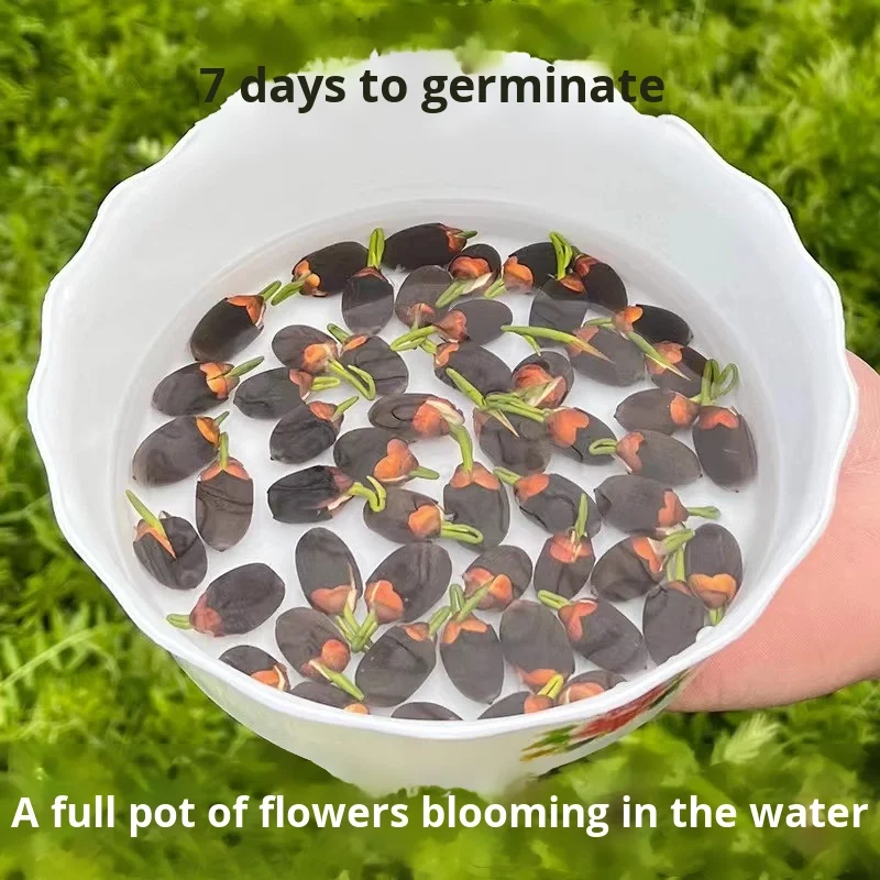 Lotus Seeds for Indoor Hydroponic Water Lily Cultivation