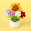 Myosotis sylvatica plante en pot-Petit Soleil