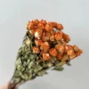 Naranja multi-cabeza - 10 cabezas de flor - 15cm