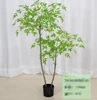 green Nandina 120-210cm