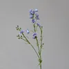 Lavanda