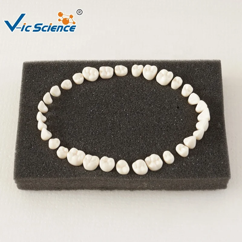 Продвинутая модель зубов typodont Стоматологическая обучающая модель человеческого зуба анатомическая модель медицинской науки