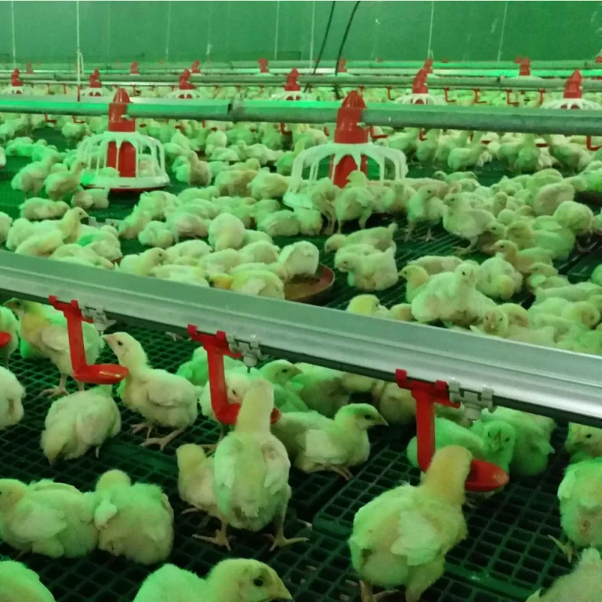 Fully Automatic Poultry Farm Chicken Feeder and Drinking System Chicken House Shed Equipment