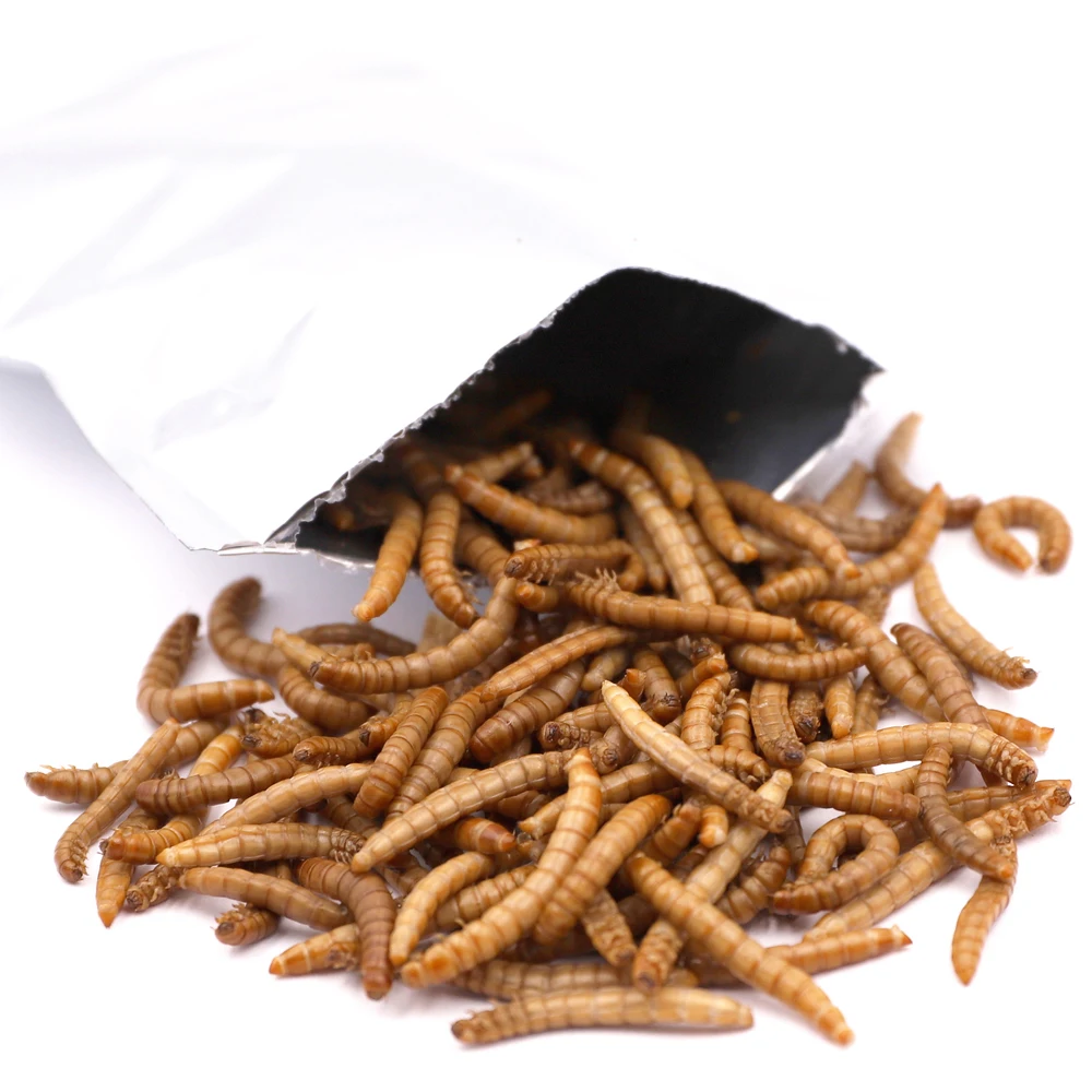 新鮮なミミズのためのペットフード 新鮮なスーパーワームの魚の餌 Buy Mealworm 魚の餌 Superworm Product On Alibaba Com