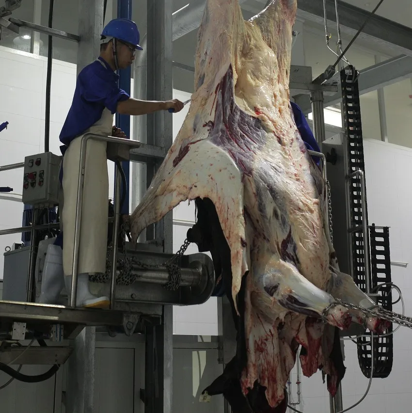 Complete muslim halal cow slaughtering cow slaughterhouse