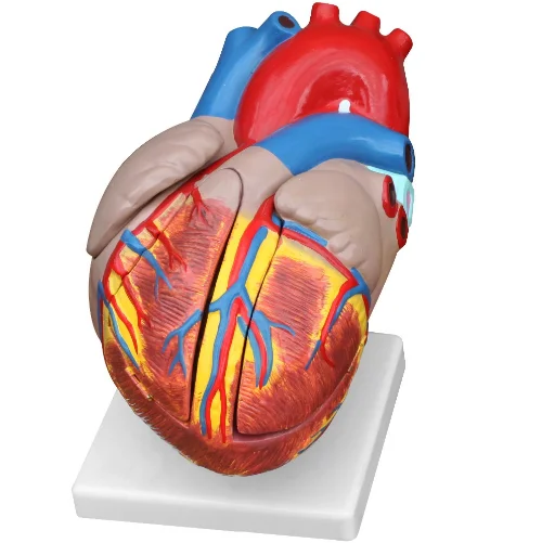 GelsonLab HSBM-220 3 раза 4 части пластиковая модель человеческого сердца анатомии