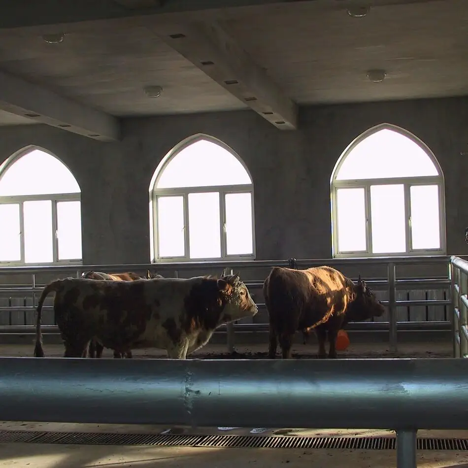 Cattle hot-dip galvanized pen slaughterhouse