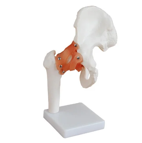 gelsonlab hsbm-086 plastic shoulder joint model