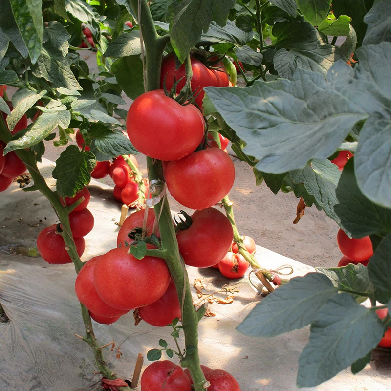 Растительные гибридные круглые розовые неопределенные семена томатов из
