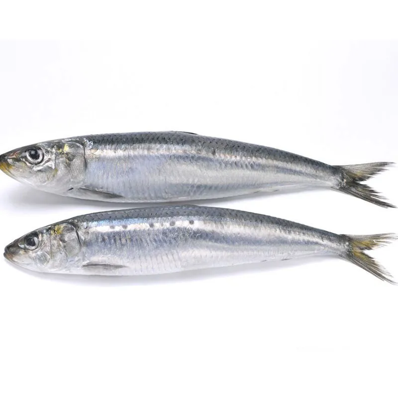 Sardine Makanan Laut Beku Segar Semua Jenis Ikan Sardine Buy Semua Jenis Sarden Ikan Semua Jenis Sarden Ikan Pemasok Semua Jenis Sarden Ikan Perusahaan Product On Alibaba Com