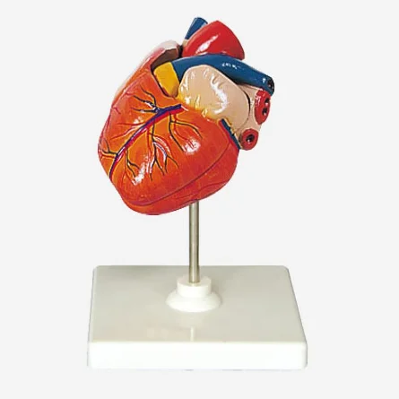 GelsonLab HSBM-223 в натуральную величину 2-частичная пластиковая модель анатомии человеческого сердца необходимый медицинский научный инструмент