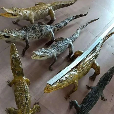 Decorações de ornamento de crocodilo de couro real de crocodilo crocodilo com preço barato
