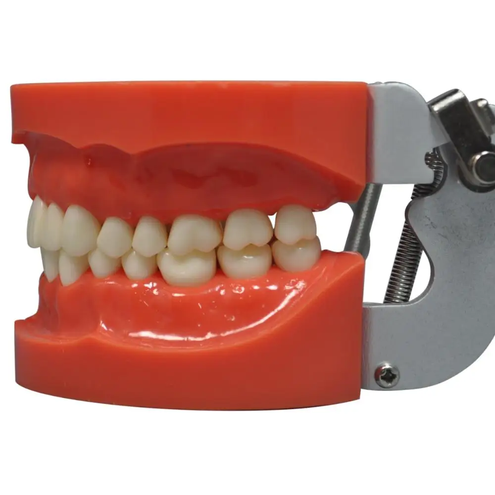 その他 NISSIN DENTAL MODEL Nissin Pedo Jaw Model with Soft Gingiva - New Citizens Dental