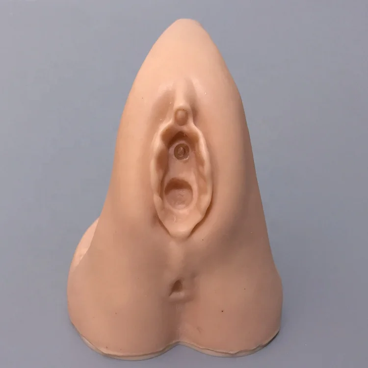 Hand Painting Craft and Anatomical Model of Human Genital Organs Anatomical Model for School Teaching  Advanced Female Internal