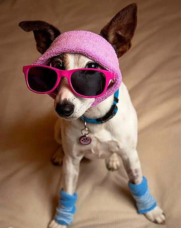 Оптовая продажа из Китая Форме Кости dog tag