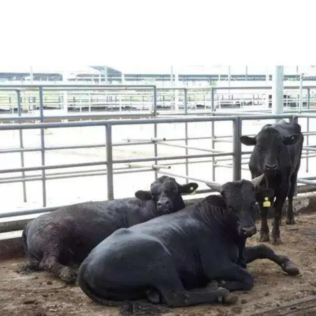Cattle hot-dip galvanized pen slaughterhouse