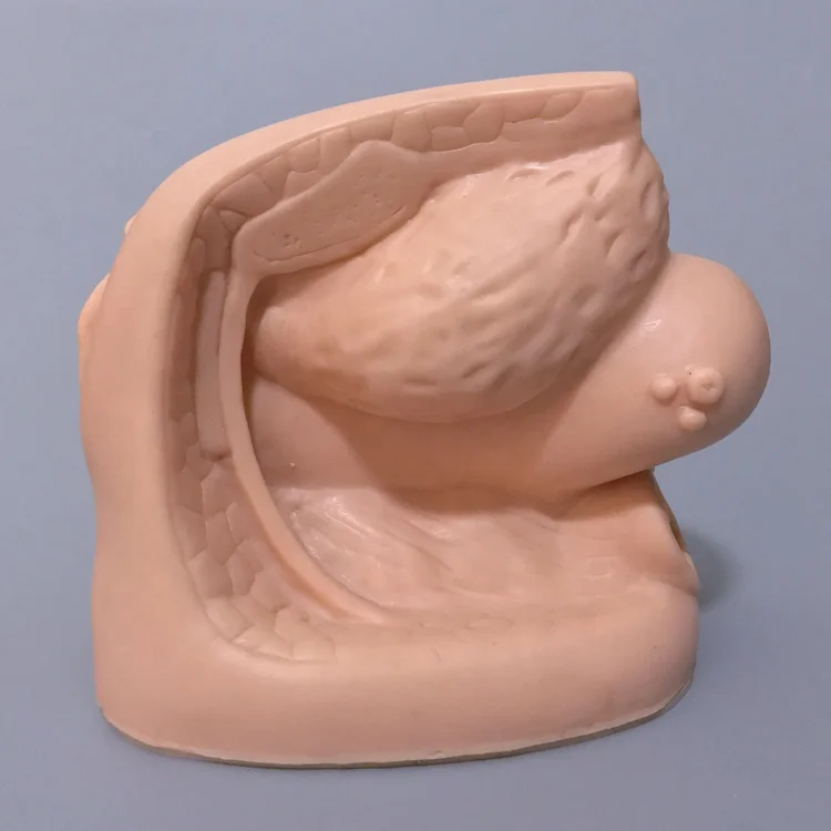 Hand Painting Craft and Anatomical Model of Human Genital Organs Anatomical Model for School Teaching  Advanced Female Internal