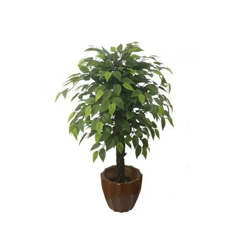 人工的な形のガジュマルの木鉢植えのガジュマルの木 観葉植物屋内の安い盆栽鉢 Buy 安い盆栽鉢 鉢植えガジュマルの木 Ormanental 植物 Product On Alibaba Com