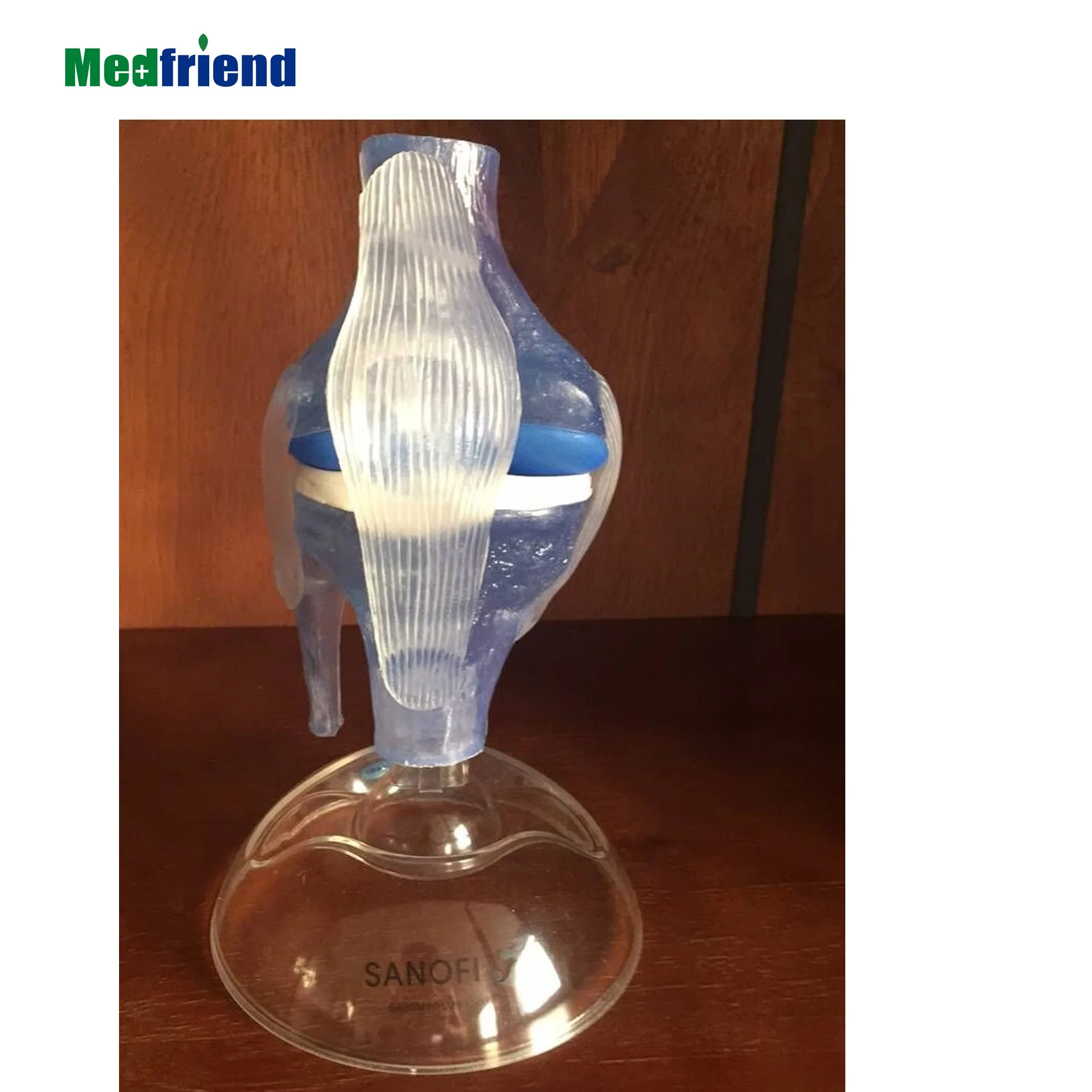 factory price clear anatomical knee joint model - buy advanced