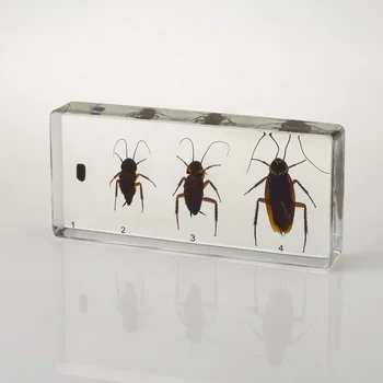 Insect specimens are used in education learning and business supplies animal clear resin embedded specimen