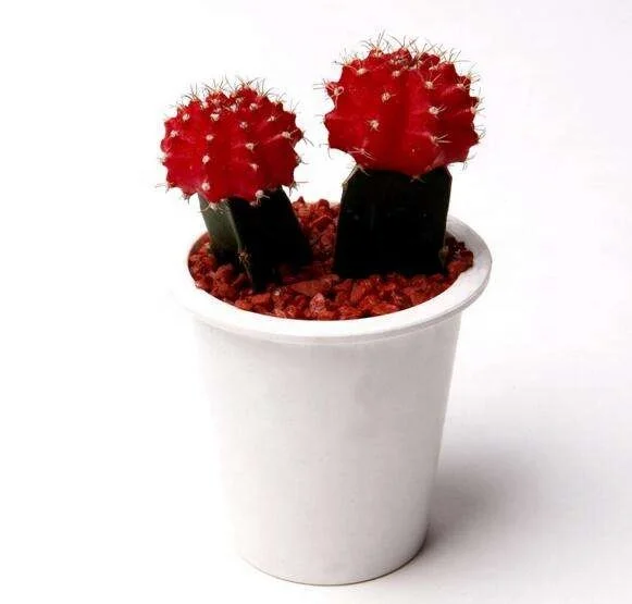 Nature Plant Perennial Graftef Mini Cactus Buy Large Cactus Indoor Plants Baby Cactus Office Desk Decoration Cactus Product On Alibaba Com