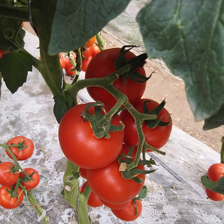 Теплицы и открыть поле Семена помидоров Гибридный семена томатов