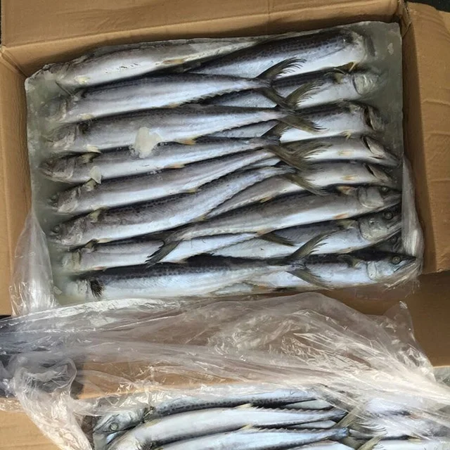 新鲜海鲜科学名称西班牙鲭鱼 Buy 科学名称鲭鱼 新鲜海鲜product On Alibaba Com