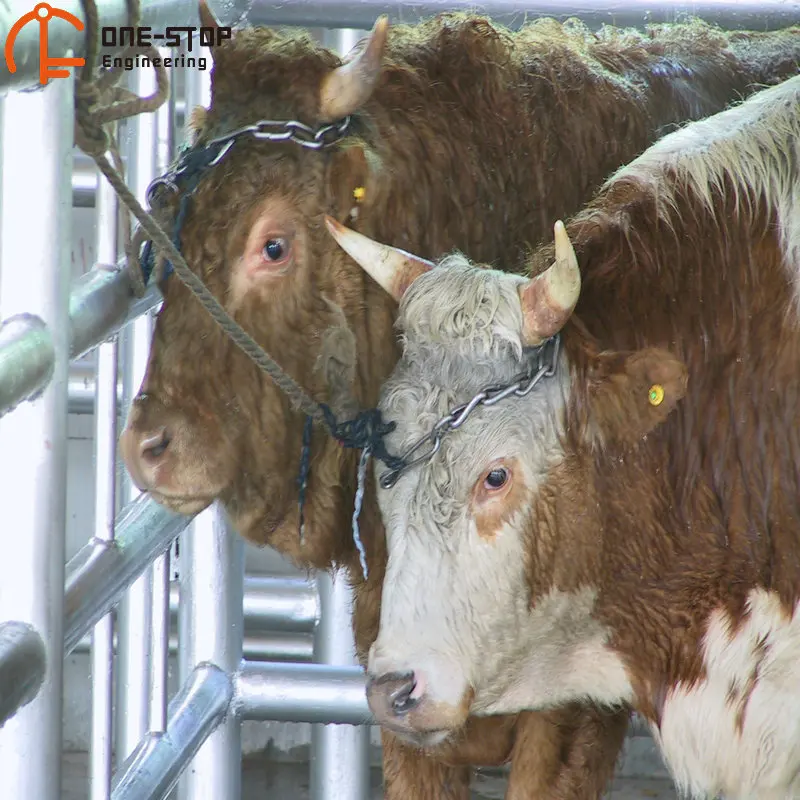 Cattle hot-dip galvanized pen slaughterhouse