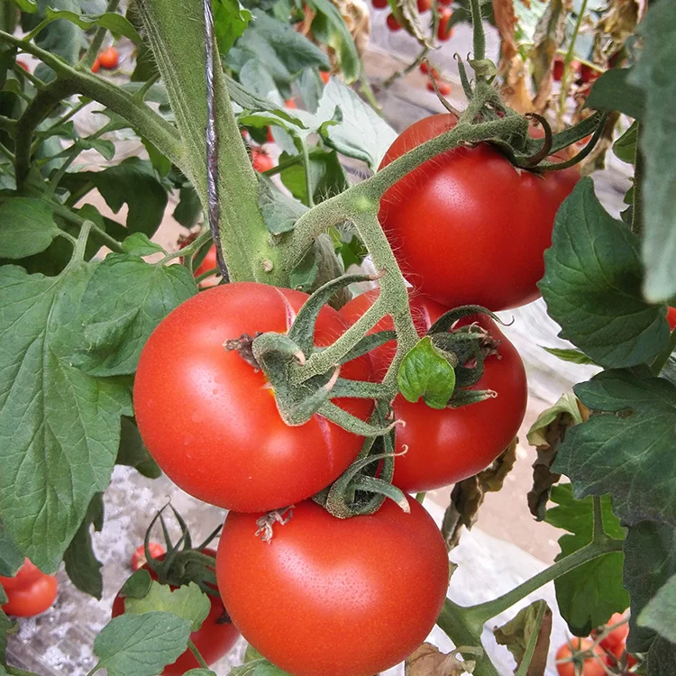 Теплицы и открыть поле Семена помидоров Гибридный семена