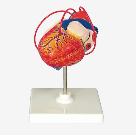 GelsonLab HSBM-223 в натуральную величину 2-частичная пластиковая модель анатомии человеческого сердца необходимый медицинский научный инструмент