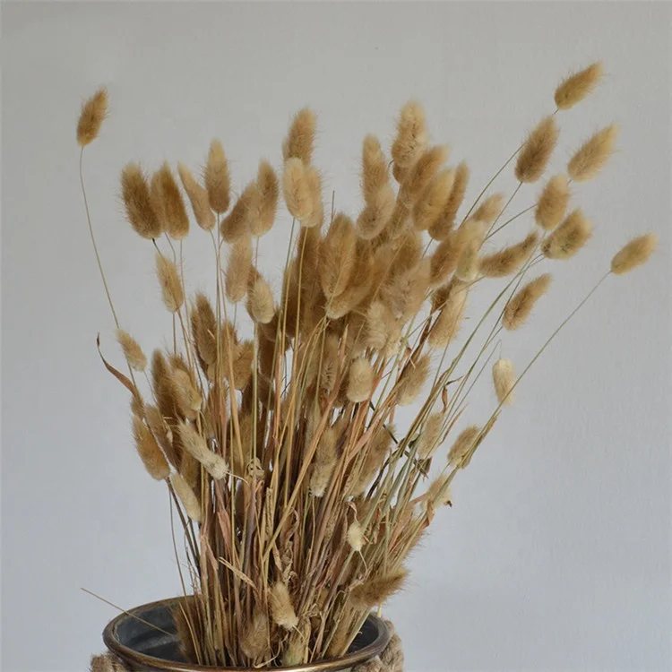 Minnhua 120PCS Erba della Pampas Fiori Secchi Coda di Coniglio Blu Pampas Fiori Secchi Naturali Erba Coda di Coniglio Essiccati per Decorazioni Casa Tavola Matrimonio Vaso Feste