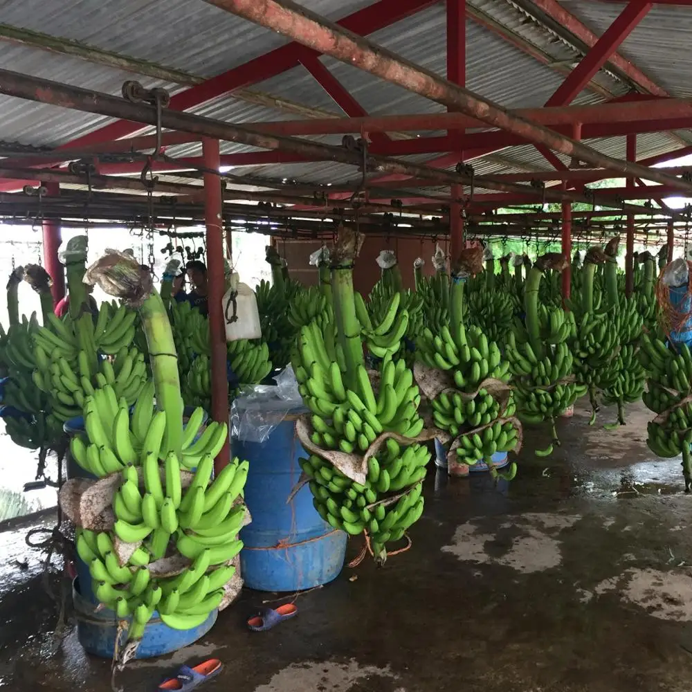 Banana Hanger Roller Cableway Sleave Banana Pulley