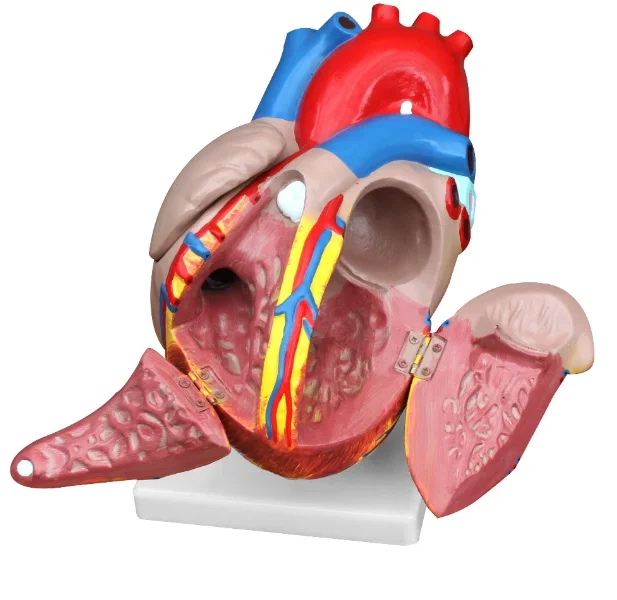 GelsonLab HSBM-220 3 раза 4 части пластиковая модель человеческого сердца анатомии