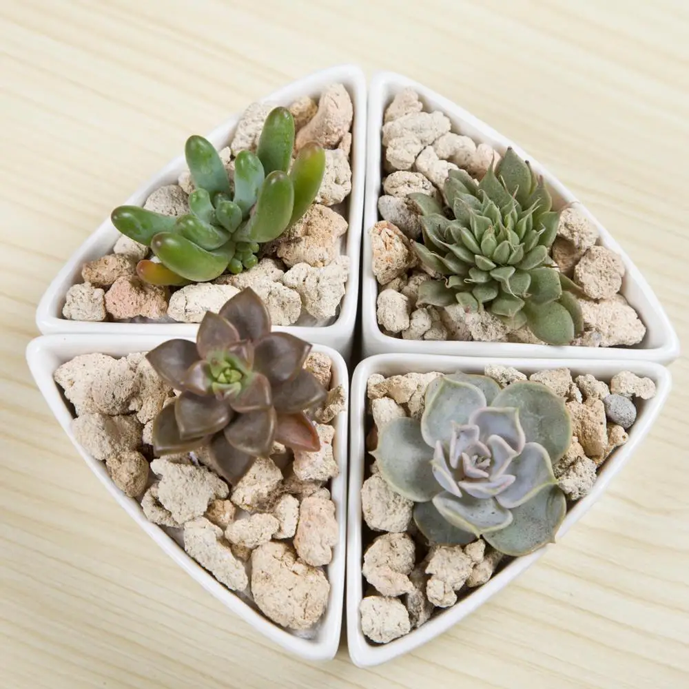 Creative Mini Triangle Succulent Cactus Small Ceramic Flower Plant Pots And Planters For Plant Buy Ceramic Flower Planter Pot Ceramic Plant Flower Planter Small Flower Pot Product On Alibaba Com