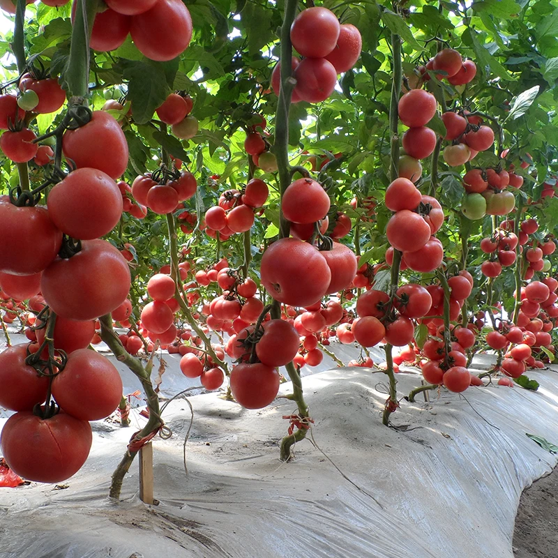 Заводская цена органические розовые семена томатов