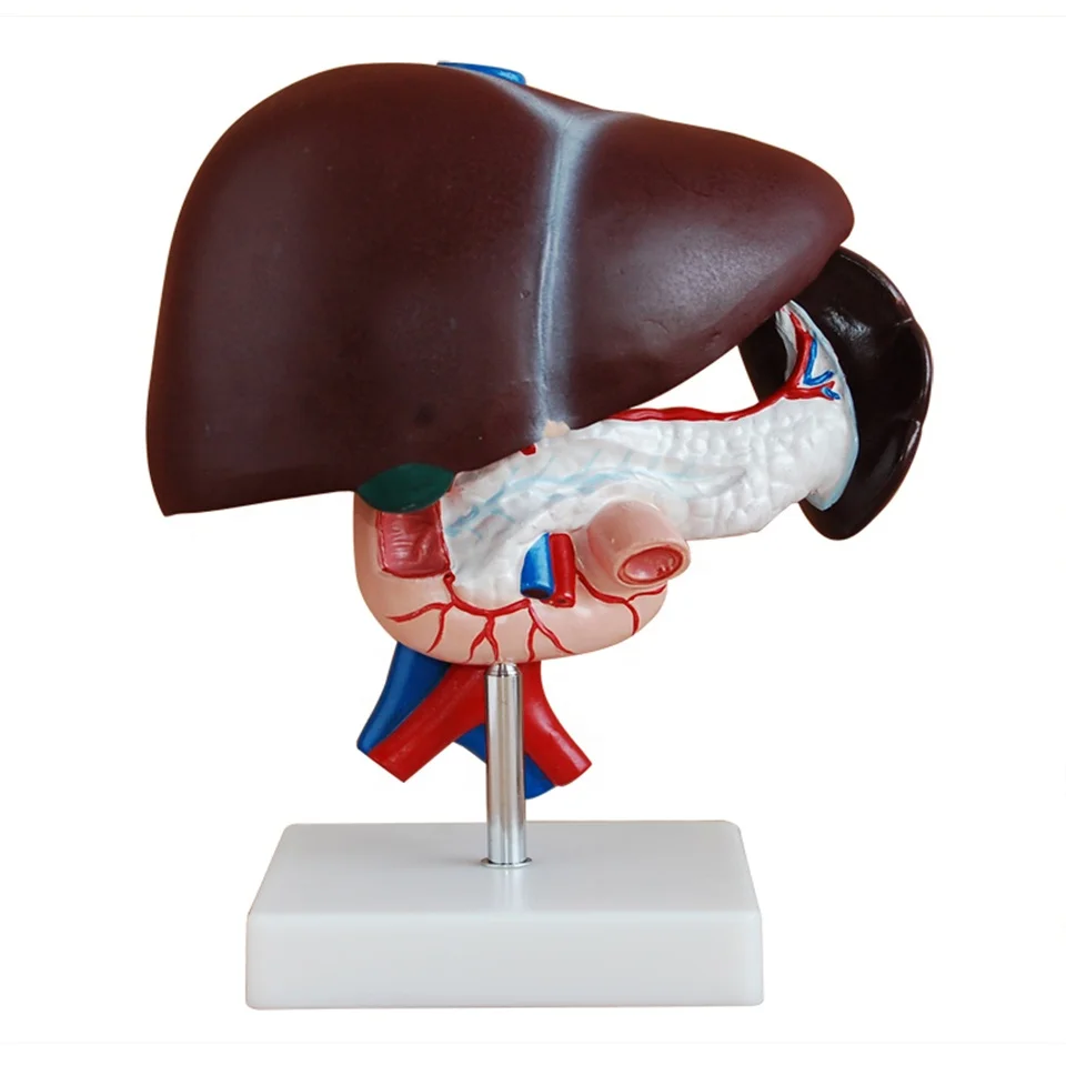 human liver anatomical model,liver pancreas duodenum model - buy